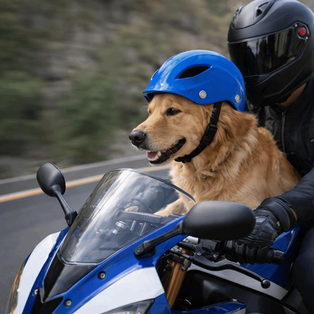 Adjustable Dog Helmet Comfortable Fit Cat Locomotive Helmet Pet Head Protection  Safety Gear