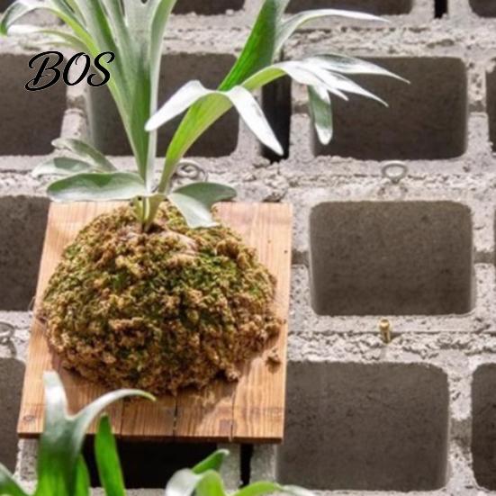 Easy Hang Plant Mount Staghorn Fern Mounting Kit Wooden Board Hanger Rustic Wall Decorative Planter for Ferns Orchids Air Plants Indoor Outdoor Decor