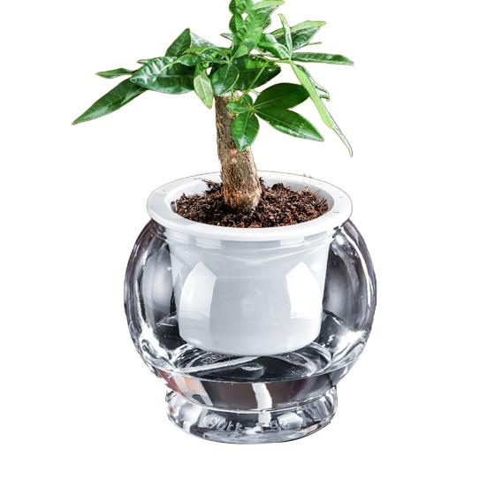 Aquaponik Betta Fischtank Transparenter Kunststoff Bruchfester Pflanzbehälter Ökosystem Aquarium Schreibtisch Aquaponik System für Betta Fisch Zimmerpflanzen