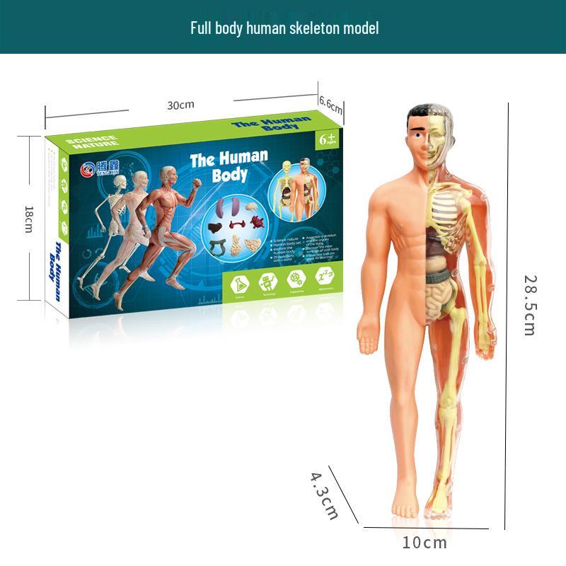 Cross-border Early Education Human Skeleton Model DIY Set for Students