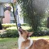 Hund Tauziehen Spielzeug Leine Zugseil Hund Seilspielzeug Hund Zugspielzeug Mit Ball Interaktive Hundespielzeuge Hund Baum Zugspielzeug Zum Ziehen Schütteln