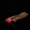 10 CM Wysoki Realistyczny Pluszowy Pająk Scolopendra Heros Pluszowe Zwierzątka Lalka Stawonóg Zabawki Prezenty