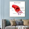 Human Organs Brain Liver Heart Anatomy Poster Print Canvas Painting Human Body Map Medical Classroom Office Room Home Decoration