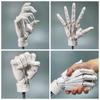 Simulation Hand Model Biomimetic Articulated Hand For Displaying Hand Joint Finger  Draw Sketch