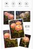 Hydrangea Solar-Powered Outdoor Flower Lamp: Cross-border Waterproof Decorative Light for Lawn and Courtyard.
