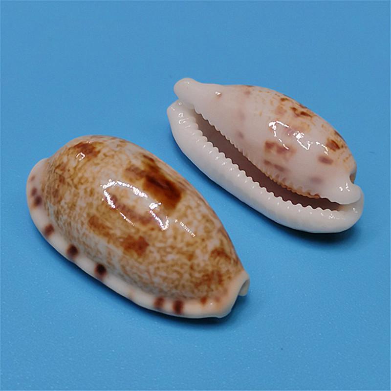 Vzácný přírodní exemplář mušle kauri pro akvárium nebo středomořskou domácí dekoraci