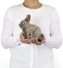 Carolata Japanese Rabbit Plush Toy (Real Animal BabySoft to the Touch) Real Rabbit Animal Baby Toy Doll Gift Present Birthday (Checked twice) 