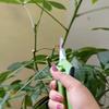1Pc Stainless Steel Branch Pruning Shears Garden Orchard Plant Flower Fruit Tree Branch Grafting Scissors Straight and Bend Head
