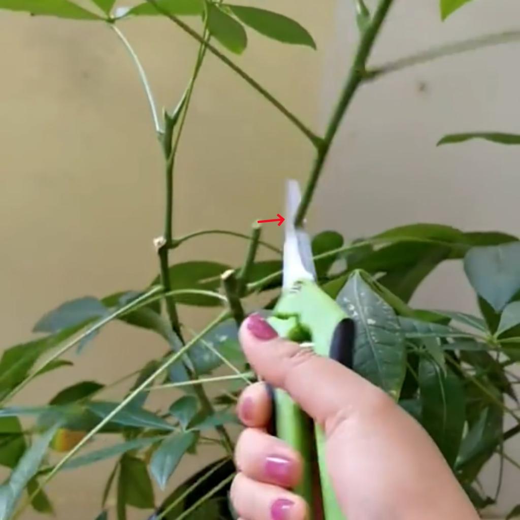 1Pc Stainless Steel Branch Pruning Shears Garden Orchard Plant Flower Fruit Tree Branch Grafting Scissors Straight and Bend Head