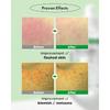 WELLAGE Real Cica Calming Trouble Ampoule 50ml - Korean Skincare Soothing Serum, Madecassoside Centella Asiatica Panthenol Niacinamide, Relief