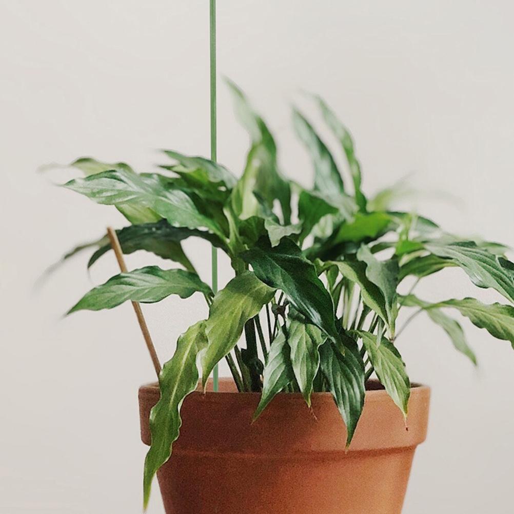 12 шт. Опоры для растений, колышки для сада, для комнатных и уличных растений, многоразовые пластиковые держатели-опоры для орхидей 27.5X2.7X2.3CM