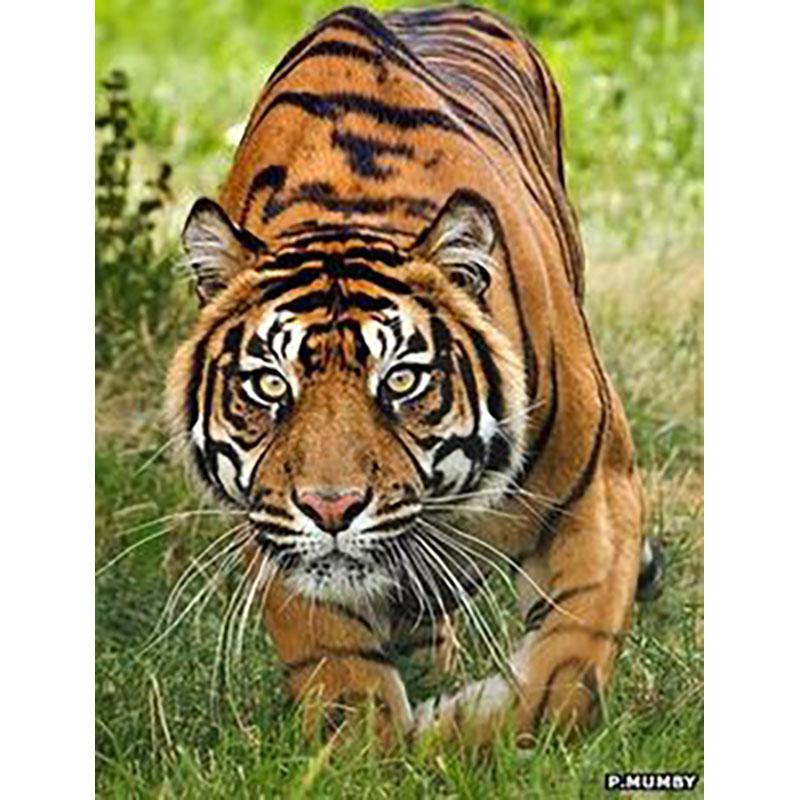 DIY Tiger 5D Diamond Maling Korssting Hel Rund Bor Harpiks Mosaikk Dyr Diamantbroderi Korsstingsett Hjemdekor