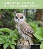 M Pro Owl Figurine, Garden Ornament, Feng Shui, Good Luck Charm, Crow Repellent, Gardening (Beige)