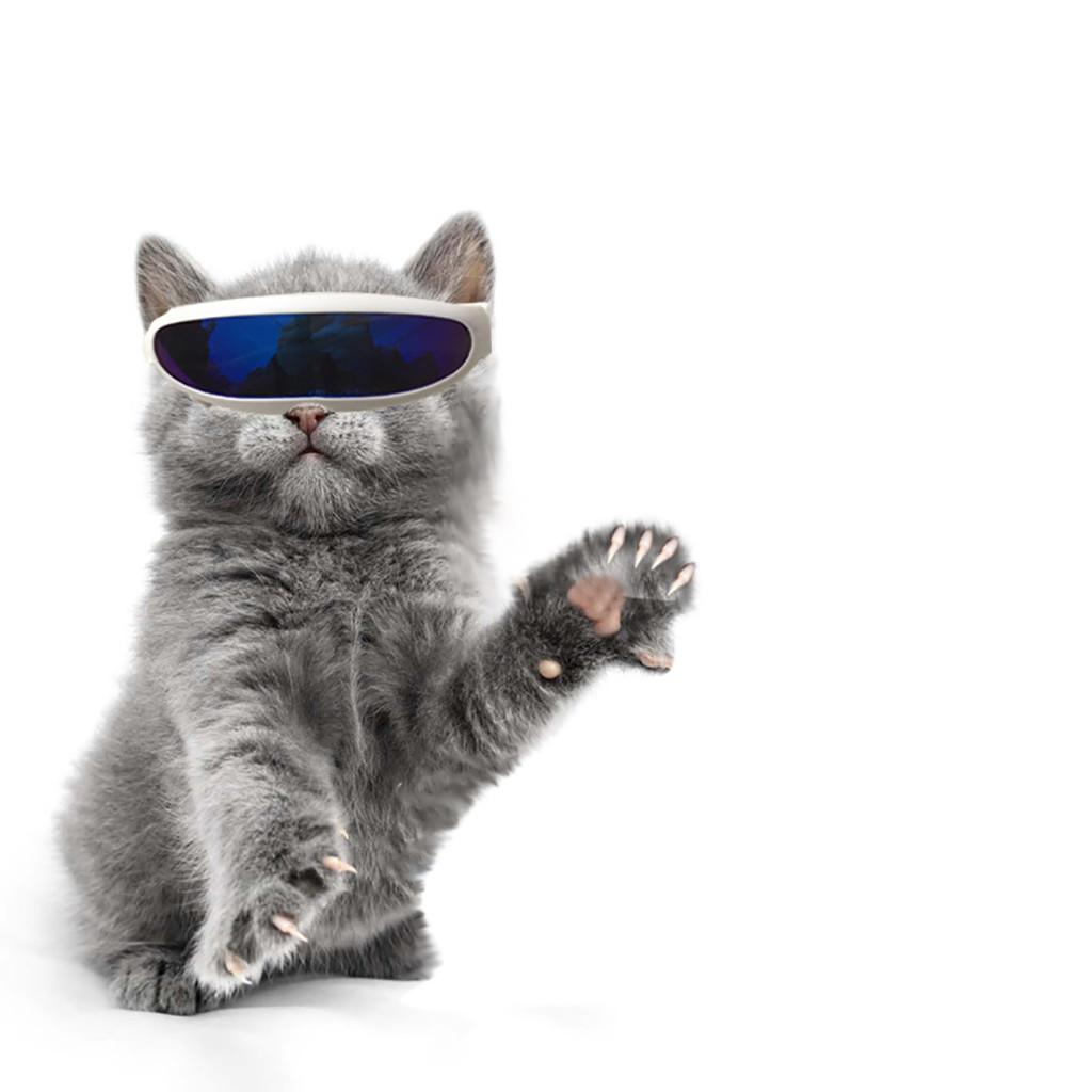 

Ramidos, милая собака, кошка, домашнее животное, маленькая собачка, солнцезащитные очки, реквизит для фотографий, защита глаз