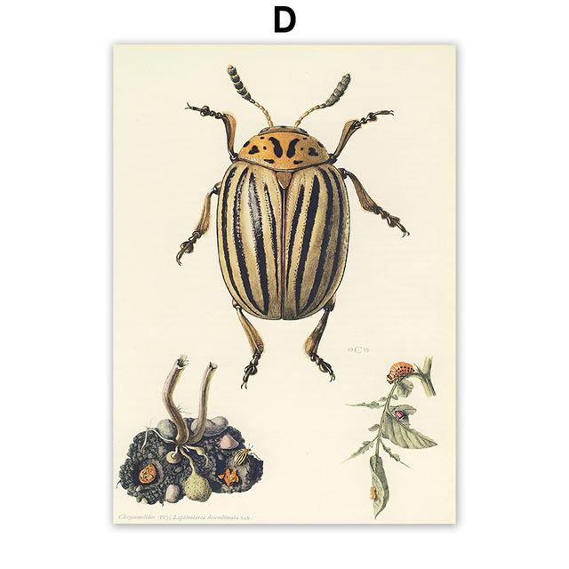 Vintage Käfer Insekt Probe Illustration Nordic Wand Kunst Leinwand Malerei Poster Und Drucke Bilder Für Wohnzimmer Dekor