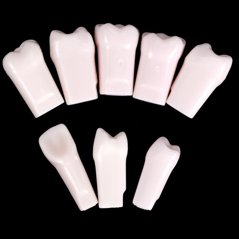10Pcs Dental Typodont Teeth Model Removable Individual Screw-In Resin Denture Practice Tooth For Dental Studying Training
