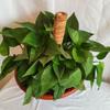 3PCS Plant Climbing Vine Coconut Palm Stick