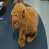 1 Piece Walking Moving Back And Forth Calling Electronic Pet Children'S Toy Simulation Electric Plush Capybara Doll