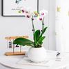 Self Watering Pot for Indoor Plants Plastic Wicking Flower Pot with Inner Pot Modern Decorative Planter for Herbs Flowers House Plants