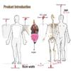 Children's Educational Human Anatomy Model - Skeleton & Organ Structure Toy for Medical Teaching