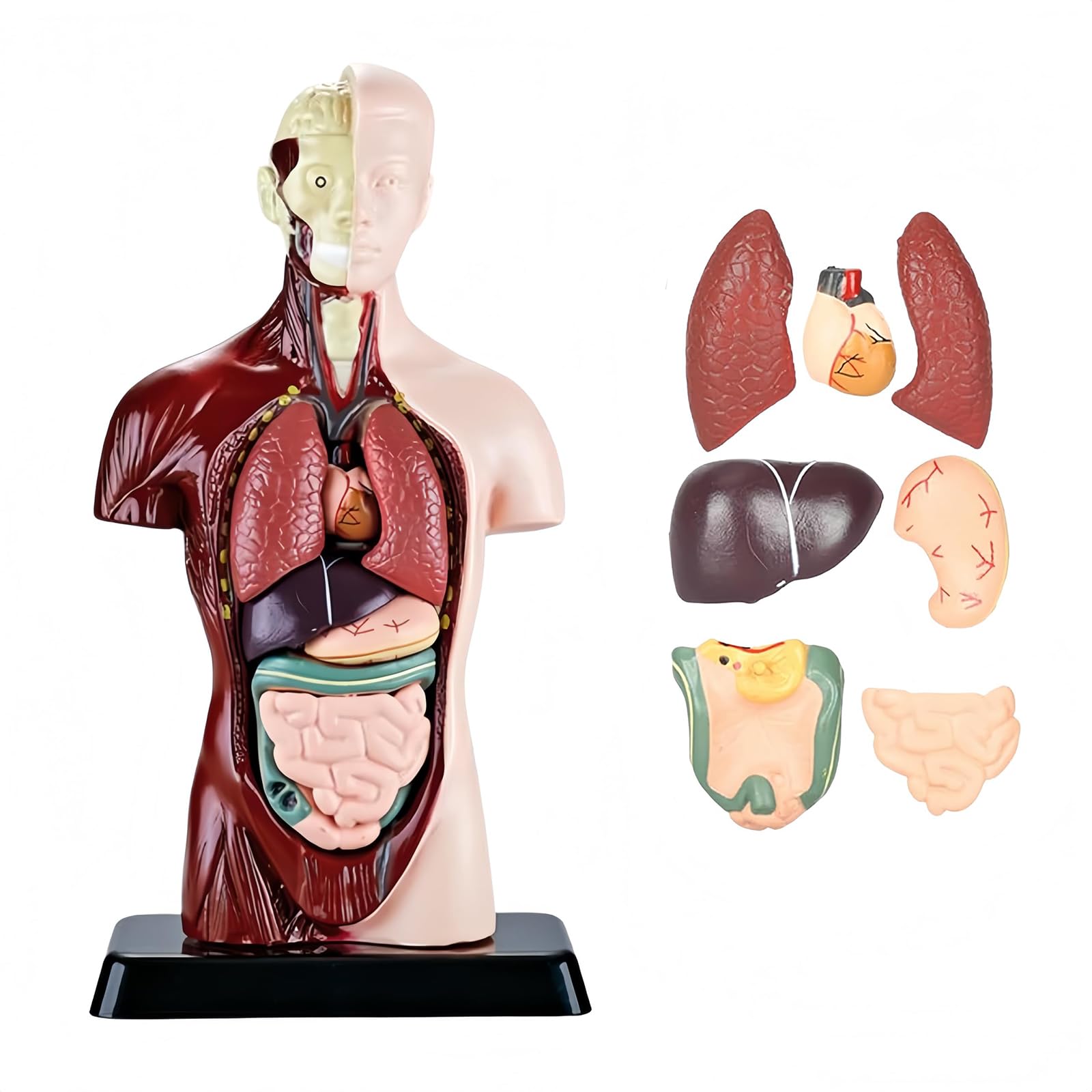 HYEANHLPYE Human Anatomy Model Toy, Half-Body Human Model Toy, Mannequin, Removable Organs and Skeleton Model, Disassembly Puzzle Set, 3D Human Anatom