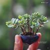 Enjoying a miniature bonsai pot on the Cute greenery at the tip of your finger balcony