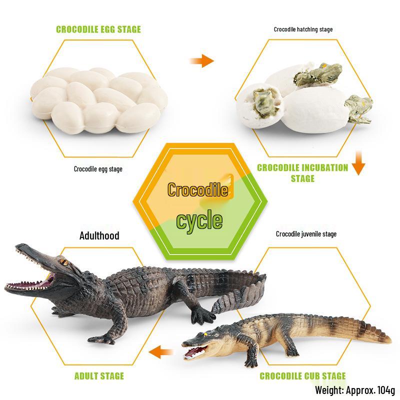 Animal Growth Cycle Models: Chicken, Duck, Goose, Butterfly, Turtle, Frog Montessori Teaching Figurines