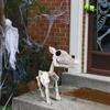 Animal Skeleton Horse Skull Cow Skeleton Prop Party Decorations Bone Ornaments