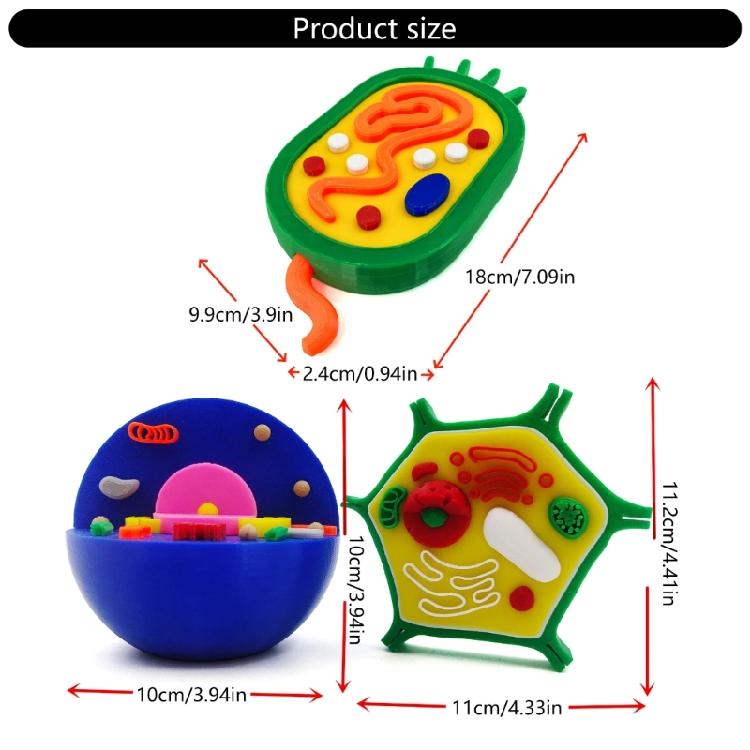 Educational Animal Plant Cell Anatomy Model Animal and Plant Cell Model Biology Teaching Aid