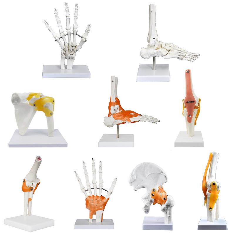 Human Skeleton Model with 6 Major Joints: Knee, Foot, Hand, Shoulder, Elbow, and Hip
