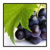 Grape Apple Lemon Picture Posters and Print Kitchen Decoration Abstract Fresh Fruit Wall Art Canvas Painting Living Room