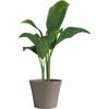 Plant Pot Garden ID Taupe 40 X 34 Cm