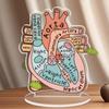 Anatomisch hartmodel, 2D-model van acryl voor anatomieonderwijs, decoratie voor de vier seizoenen, originele woondecoratie, perfect en duurzaam voor de slaapkamer.