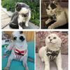 Soft Padded Dog Harness With Easy Hook And Loop Closure For Small And Medium Dogs