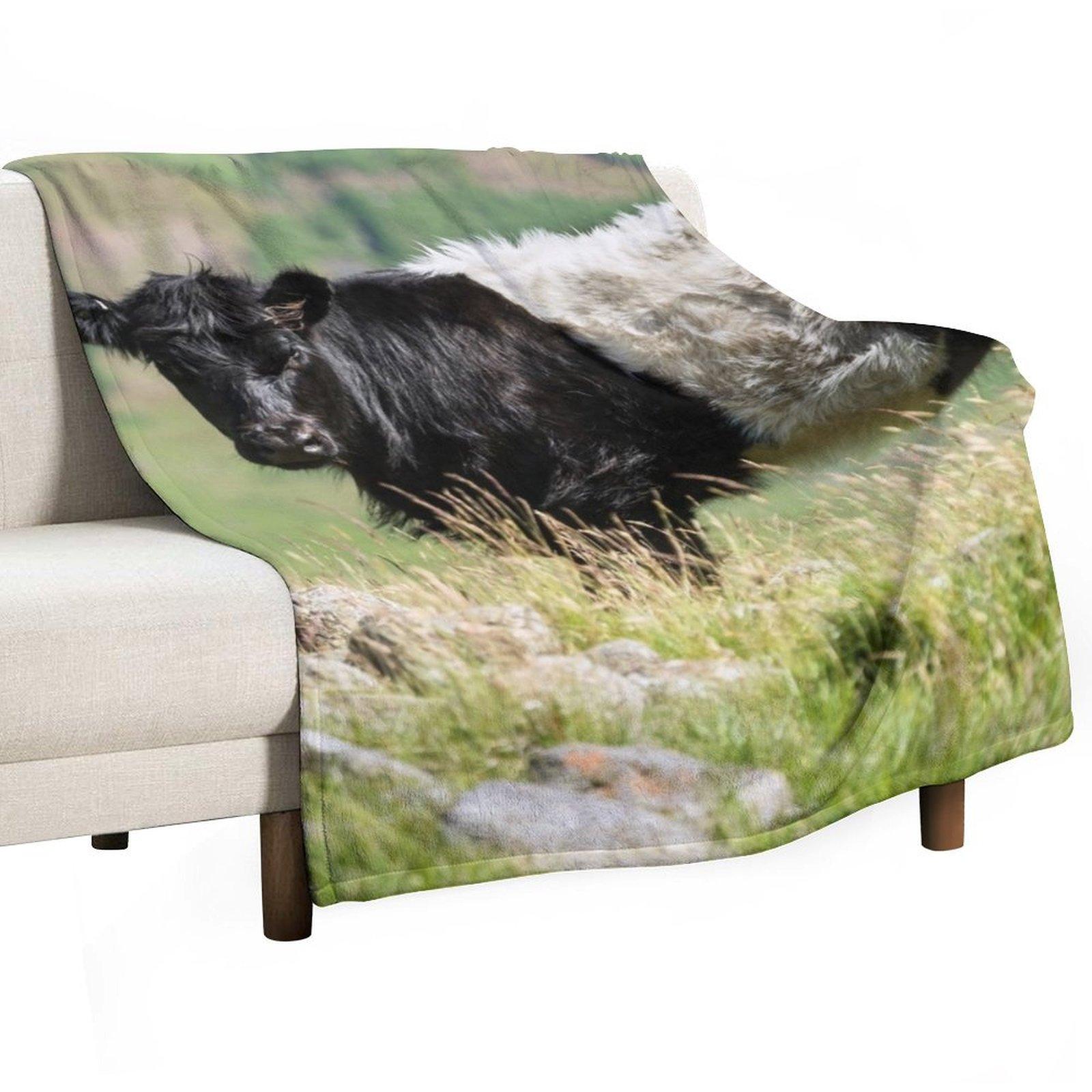 

Belted Galloway Cow Throw Blanket Fashion Sofas Soft Big Extra Large Throw decorative Blankets 30x40in