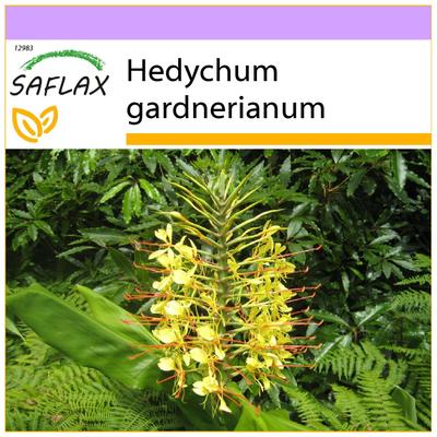 Rote Ingwerlilie – 10 Samen – Hedychum gardnerianum