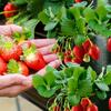 Bolsas Colgantes para Plantas de 3 Piezas con 8 Agujeros para Fresas, Bolsas de Cultivo Perforadas de Múltiples Bolsillos para Cultivo de Frutas en Casa y Uso en el Jardín