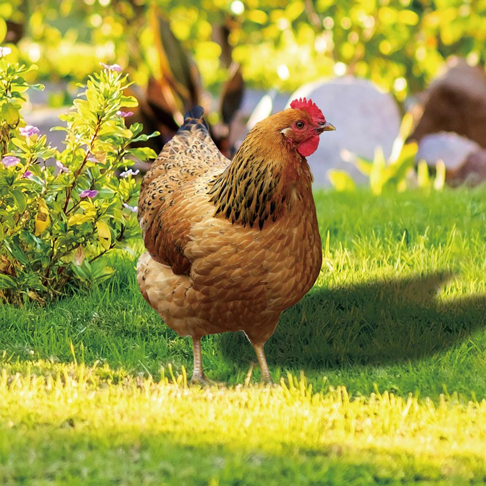 Ornamental Eco-friendly Rooster Decor Garden Statue Chicken for Garden