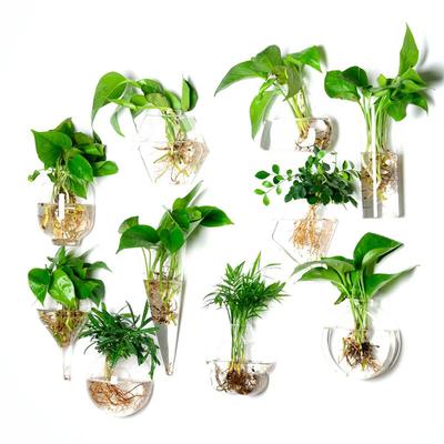 Hand-Blown Hydroponic Glass Vase for Wall Decoration and Floral Arrangements