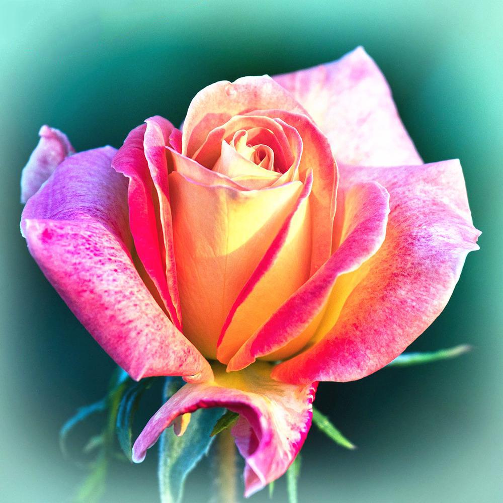 5d Diamond Painting Full Drill Square Landscape Flowers Diamond Embroidery Sale Plant Mosaic Home Decor