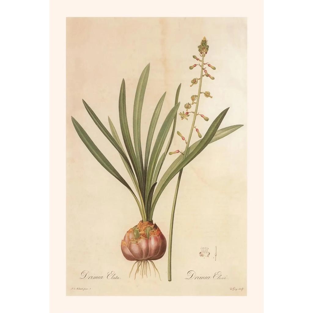Pósters y Grabados Botánicos Vintage Color Melocotón Lirio de Barbados Crinum Pintura sobre Lienzo Arte de Pared Imagen para Decoración de Habitación Oficina