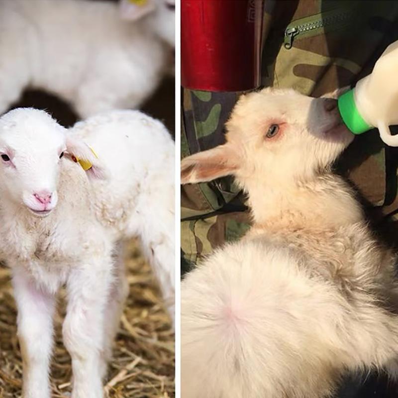 1PCS Lamb Goat Milk Bottle 850ml Goat Milk Jug With Replaceable Silicone Nipple Drinker Feeding Tools Equipment Goat Feeding