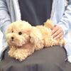 Hizawanko Toy Poodle Plush Toy Beige Small 30cm