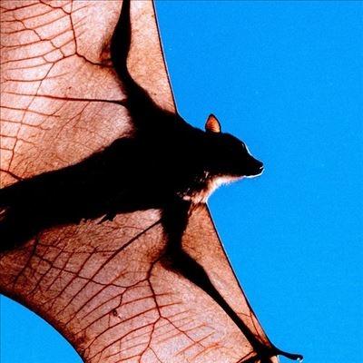 

LP Record SHEN - Tia Tua GRZ028LP Garzen Records 2022 Israel Dance & Electronica