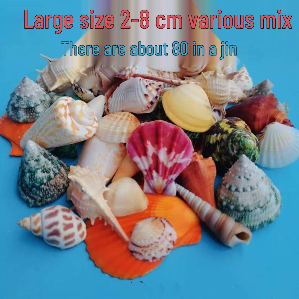 Conch Shells & Starfish for Hermit Crabs: Aquarium Decor & Drift Bottle Accessories
