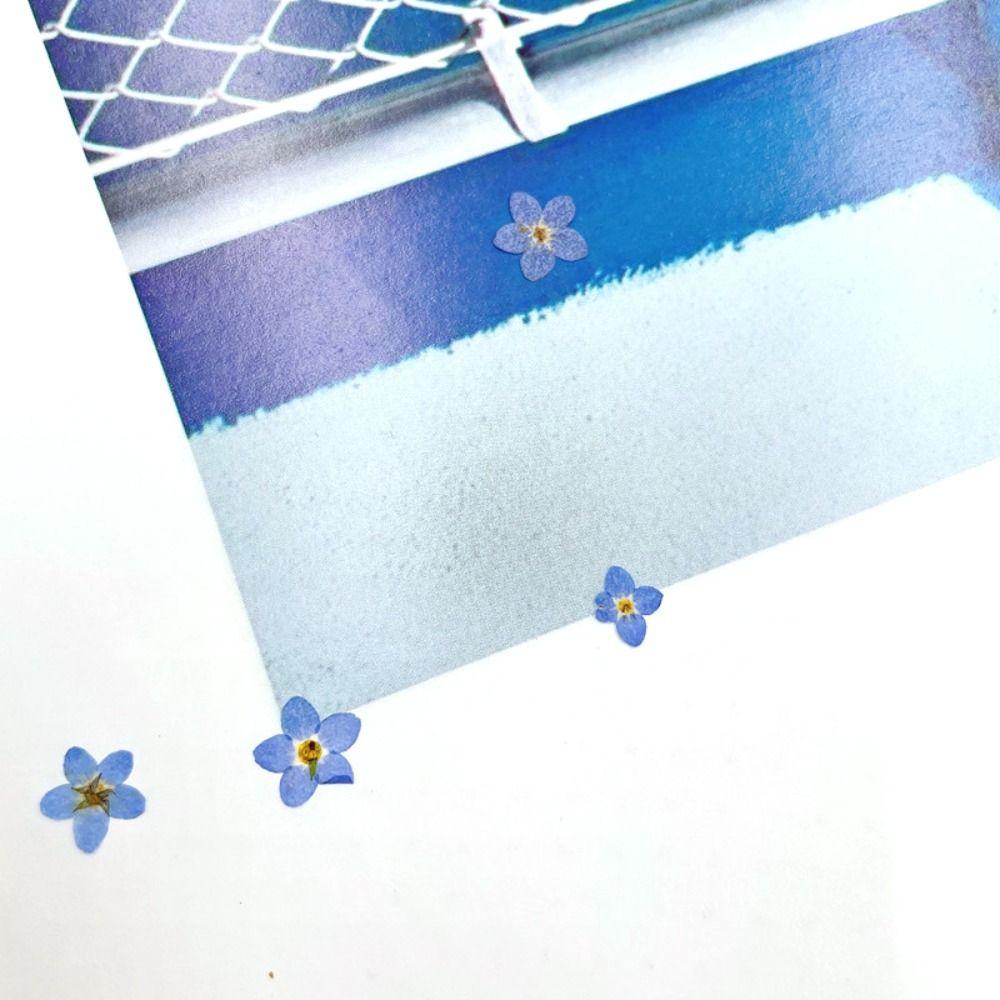 Nagelkunstkarte Schmuck Natürlich Vergissmeinnicht Vergissmeinnicht Gepresste Blume Getrocknete Blumen