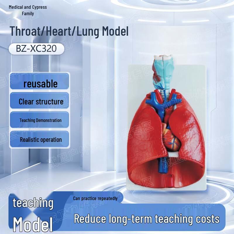 Human Throat, Heart, Lung Anatomical Model