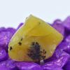 Natural Yellow Opal 78.65 Carat Raw Rough Earth Mined CERTIFIED Loose Gemstone