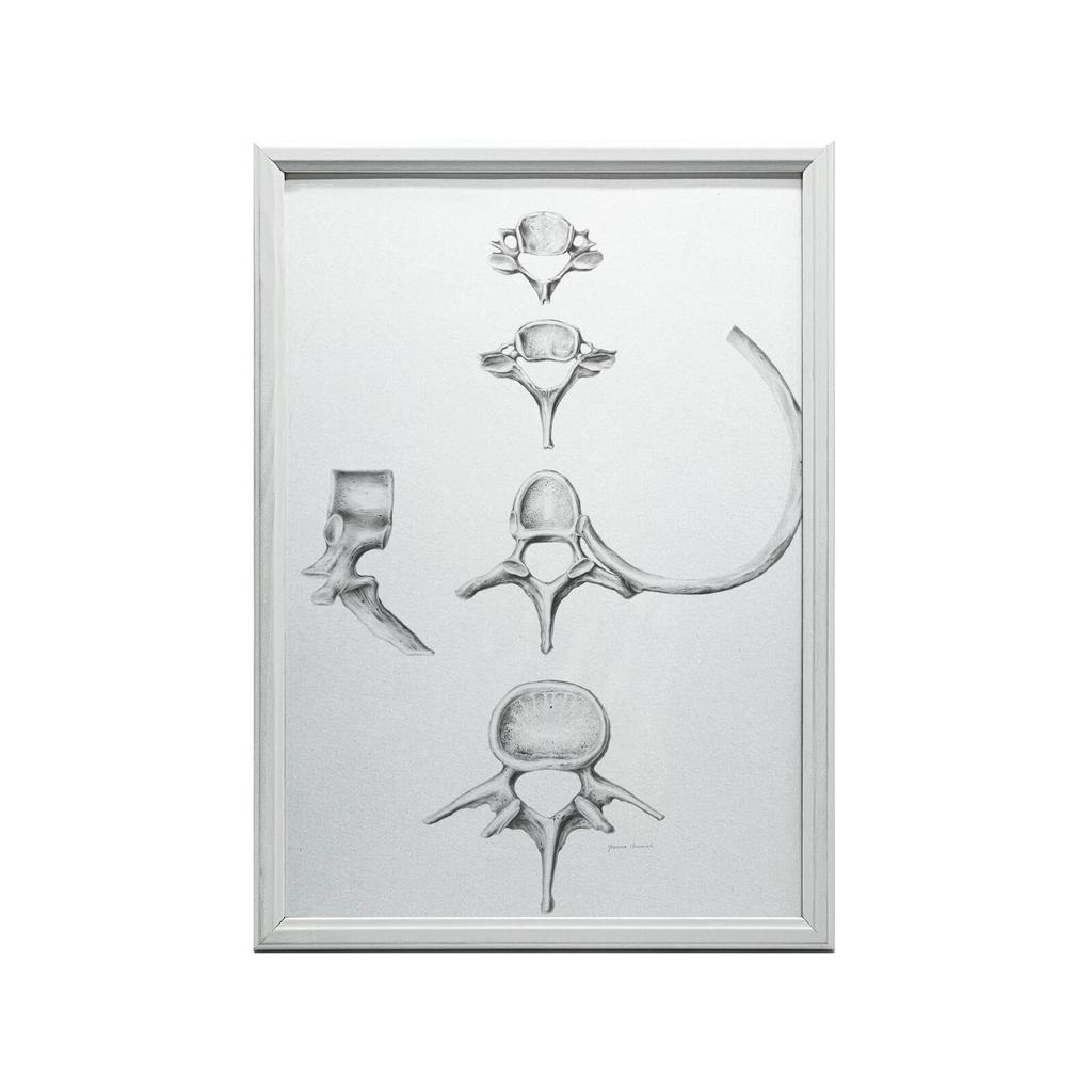 Kręgosłup W Szczegółach: Anatomia C6, C7, Th5 I L4 - Plakat Anatomiczny Kręgosłup W Szczegółach: Anatomia C6, C7, Th5 I L4 - Plakat Anatomiczny, 50X70