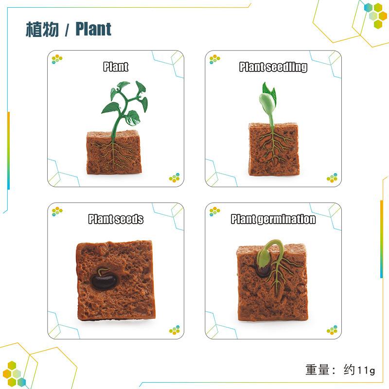 Children'S Science And Education Cognition 16 Animal, Plant And Insect Life Cycle Cards Early Childhood Education Card Toys